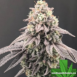 Garlic Mint Sherbet Auto Seeds