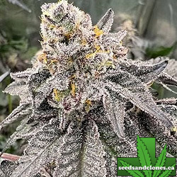 Gary Sherbet Seeds