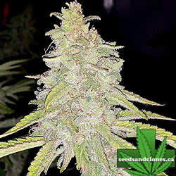 Glitter Bomb Clones