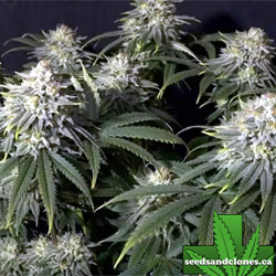 Gorilla Cookies Fast Seeds