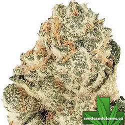 Gorilla Melon Seeds
