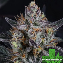 Guava Runtz Auto Seeds