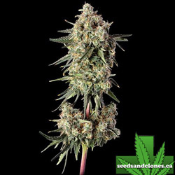 Haze Burger Seeds