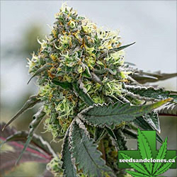 High THC Clones