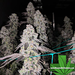 Hybrid Clones