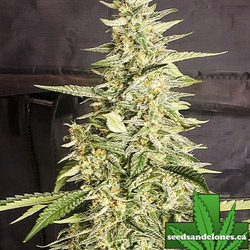 Inzane Auto Seeds