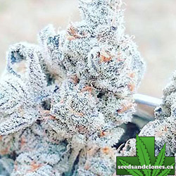 Jelly Breath Seeds