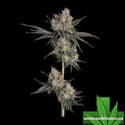 Knockout Seeds