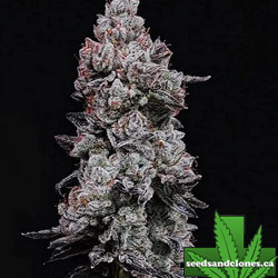 Lemon Cherry Gelato Auto