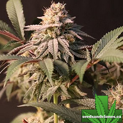 Lemon Cherry Runtz Seeds