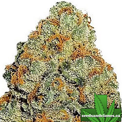 Lemon Mandarin Seeds