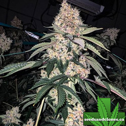 Lemon Whip Haze Seeds
