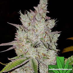 Lilac Diesel Auto Seeds