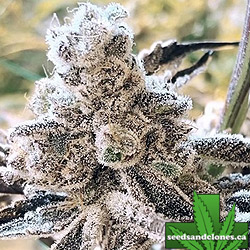 Masterpiece Seeds