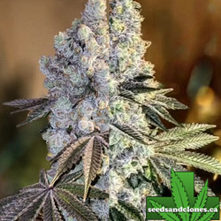 Mix Fast Pack Seeds