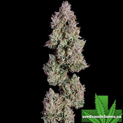 Oh My Thai Auto Seeds