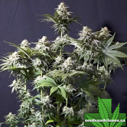 Orange Sherbet Fast Seeds