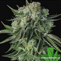 Original Moby Dick Auto Seeds