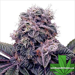 Outdoor Clones 2