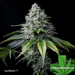 Outdoor Clones