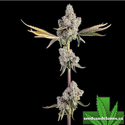Overtime Seeds