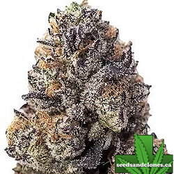 Papaya Sherbet Seeds