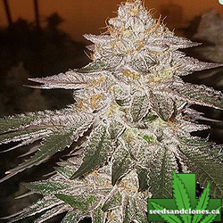 Pina Auto Seeds
