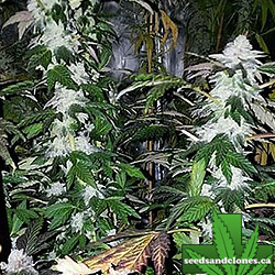 Platinum Gorilla Seeds