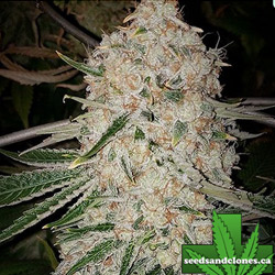 Pluto Cut Auto Seeds