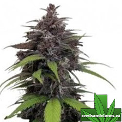 Purple Haze Auto Seeds