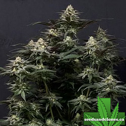Purple Lemonade Fast Seeds