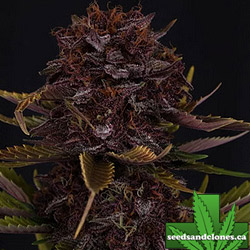 Purple Lemonade RF3 Auto Seeds