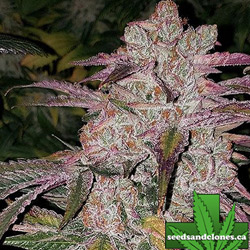 Purple Thai Auto Seeds