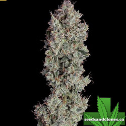 Shortcut Auto Seeds