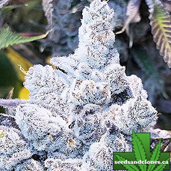 Slurricane 7 Seeds