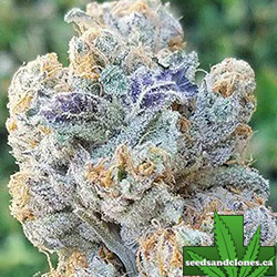 Slurricane Seeds