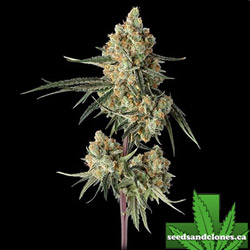 Sour Berry Shake Seeds