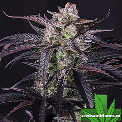 Strawberry Gorilla RF3 Auto Seeds