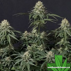 Tropicana Cookies Fast Seeds