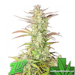 Z-Up Auto Seeds
