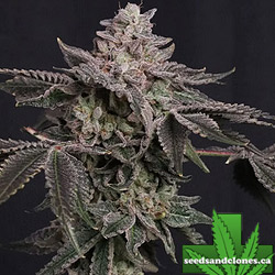 Z42 Limited Edition Seeds
