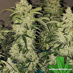 Zweet Auto Seeds