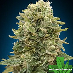 Afghan Mass Autoflower Seeds
