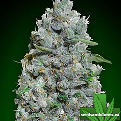 Afghan Mass XXL Auto Seeds