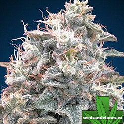 Blue Dream Auto Seeds