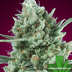 Bubblegum XXL Auto Seeds