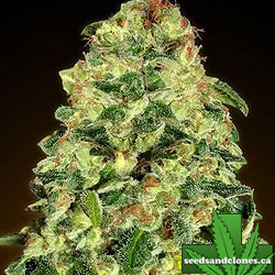 California Kush Auto Seeds