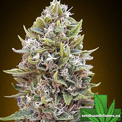 Cheese Berry Auto Seeds