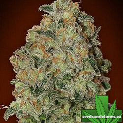 Chocolate Skunk Auto Seeds