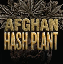 Afghan Hash Plant Auto Seeds